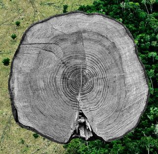 what is dendrochronology?