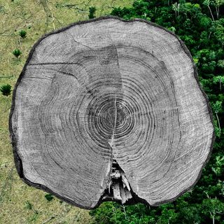 what is dendrochronology?