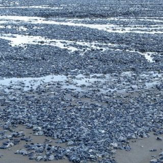 jellyfish climate change