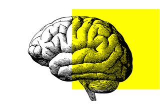brain region linked to clitoris