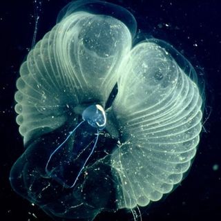 sea creature carbon dioxide