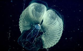 sea creature carbon dioxide