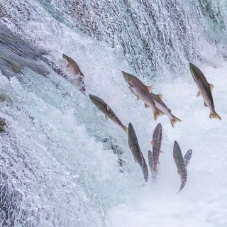 migratory fish decline