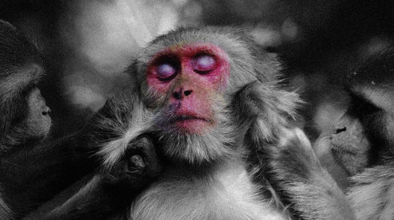 why does scratching feel good