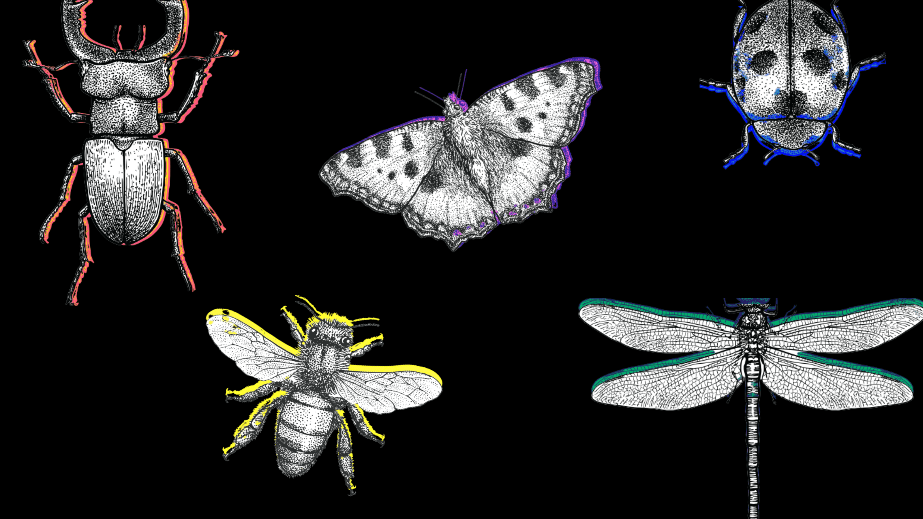 why are insects dying