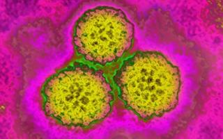 hpv infection and cardiovascular disease