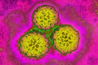 hpv infection and cardiovascular disease