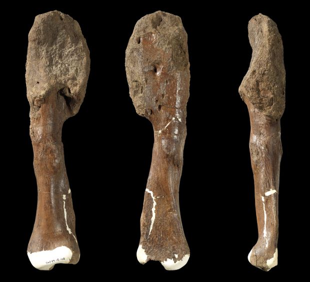 dinosaur bone cancer