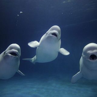 beluga whales friends