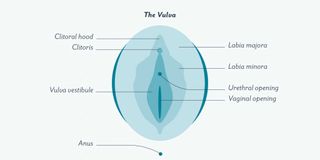 anatomy of women's genitalia
