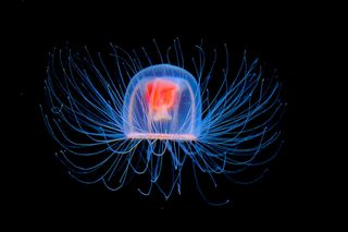 jellyfish immortality