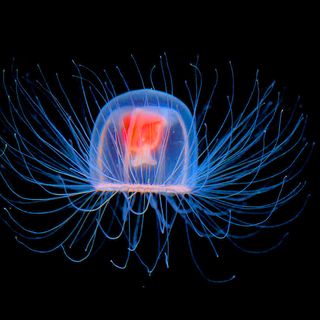jellyfish immortality