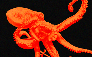 is octopus farming ethical?