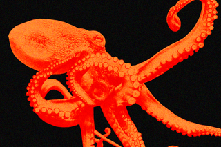 is octopus farming ethical?