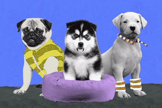 indians obsession with exotic dogs