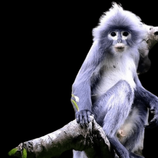 what is popa langur