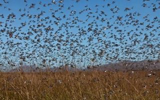 locust swarms and food supply