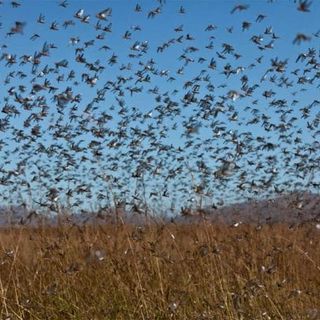 locust swarms and food supply