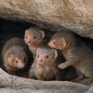 Demand for Mongoose Hair Paintbrushes Has Put the Animal at Risk