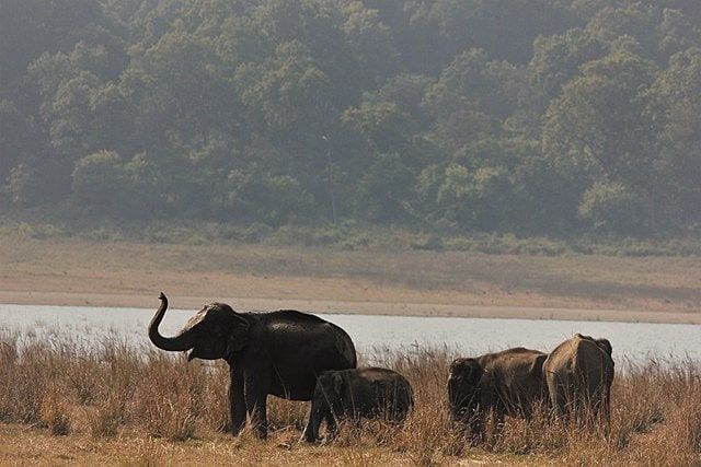 will expansion of dehradun airport affect elephant reserve