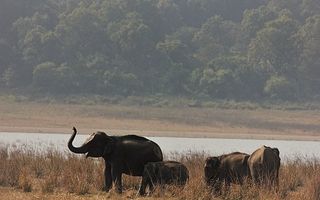 will expansion of dehradun airport affect elephant reserve