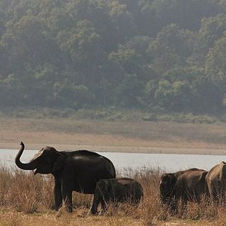 will expansion of dehradun airport affect elephant reserve