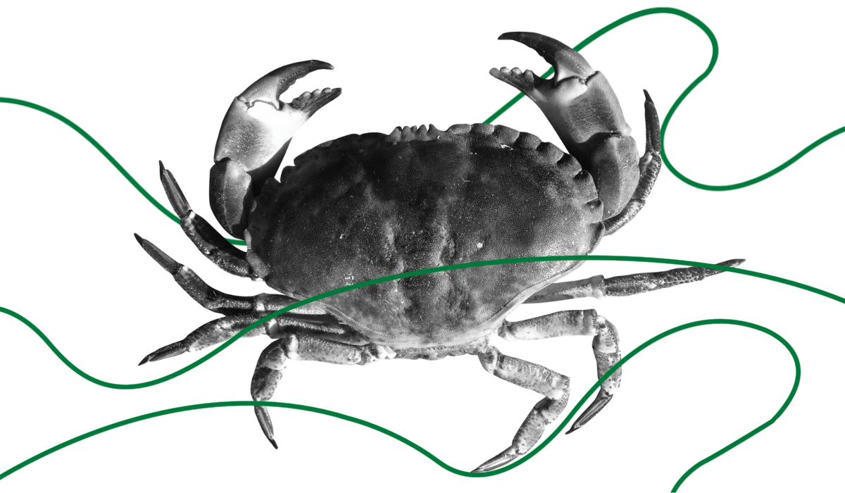 crabs mesmerized by power cables