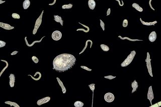 Indian gut microbiome research