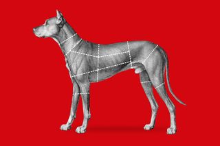 Nagaland dog meat ban