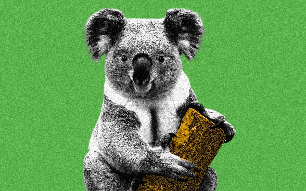 IVF for koalas