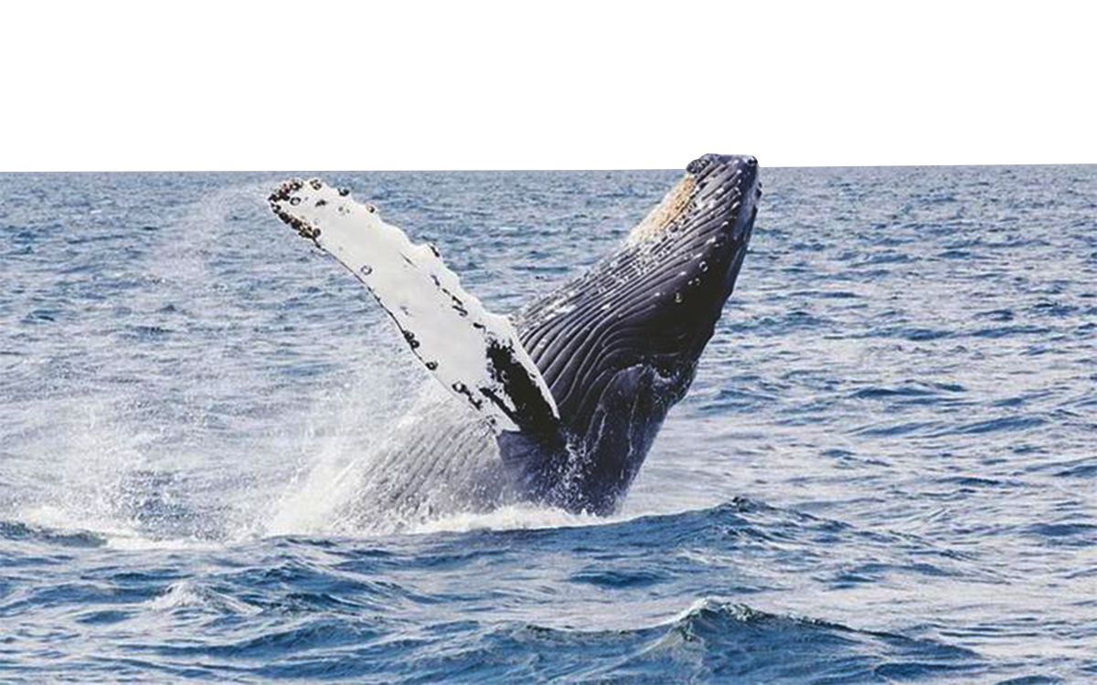 blue whales in the Indian ocean