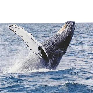 blue whales in the Indian ocean