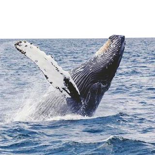 blue whales in the Indian ocean