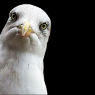 stare down seagulls
