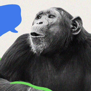 chimpanzee hidden language
