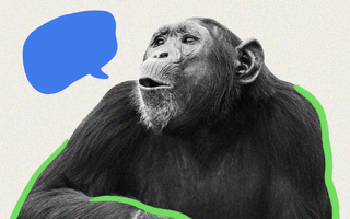 chimpanzee hidden language