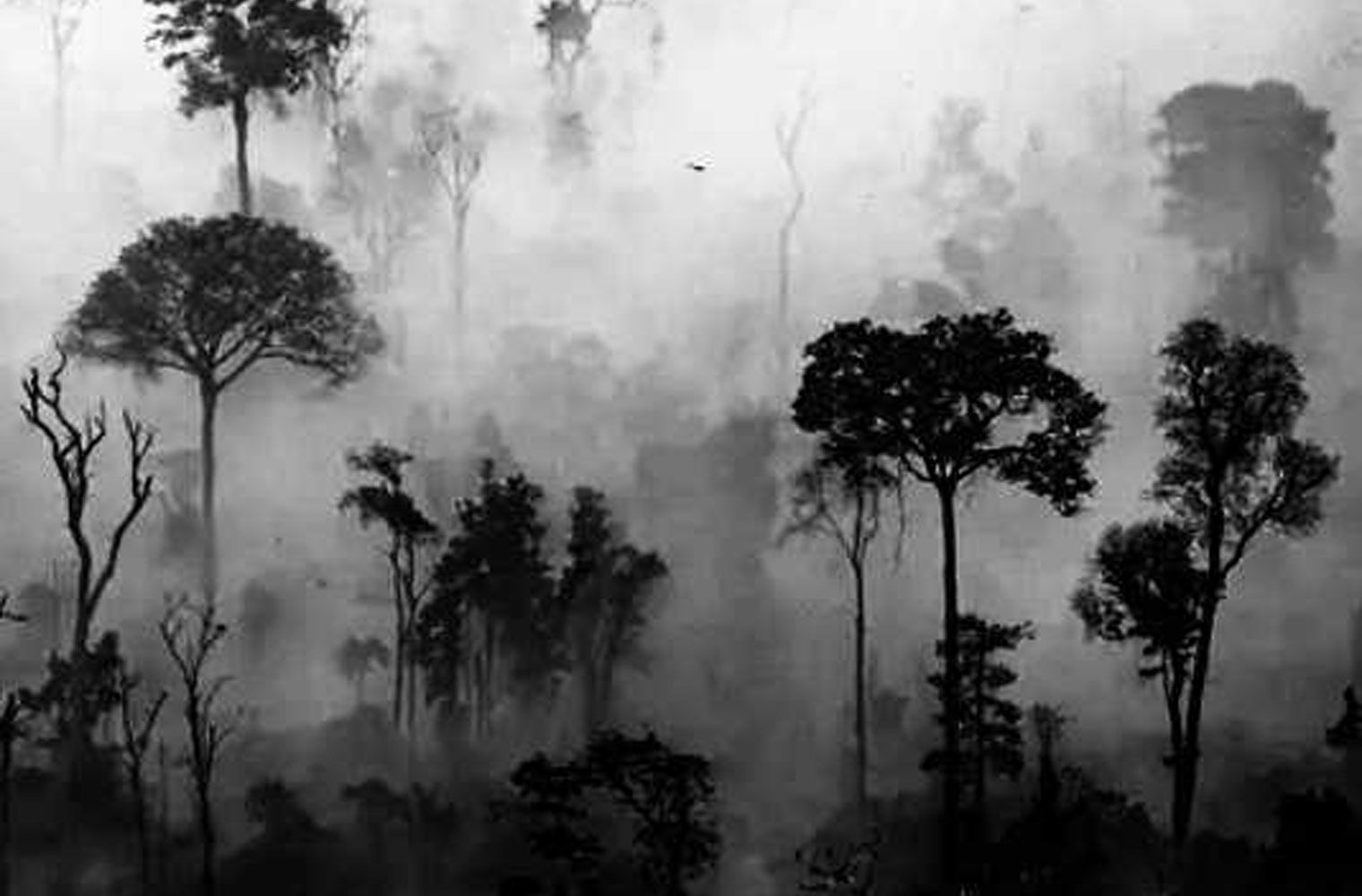 amazon carbon absorption