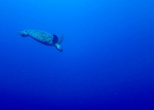 sea turtles can't differentiate between the smell of plastic and ocean