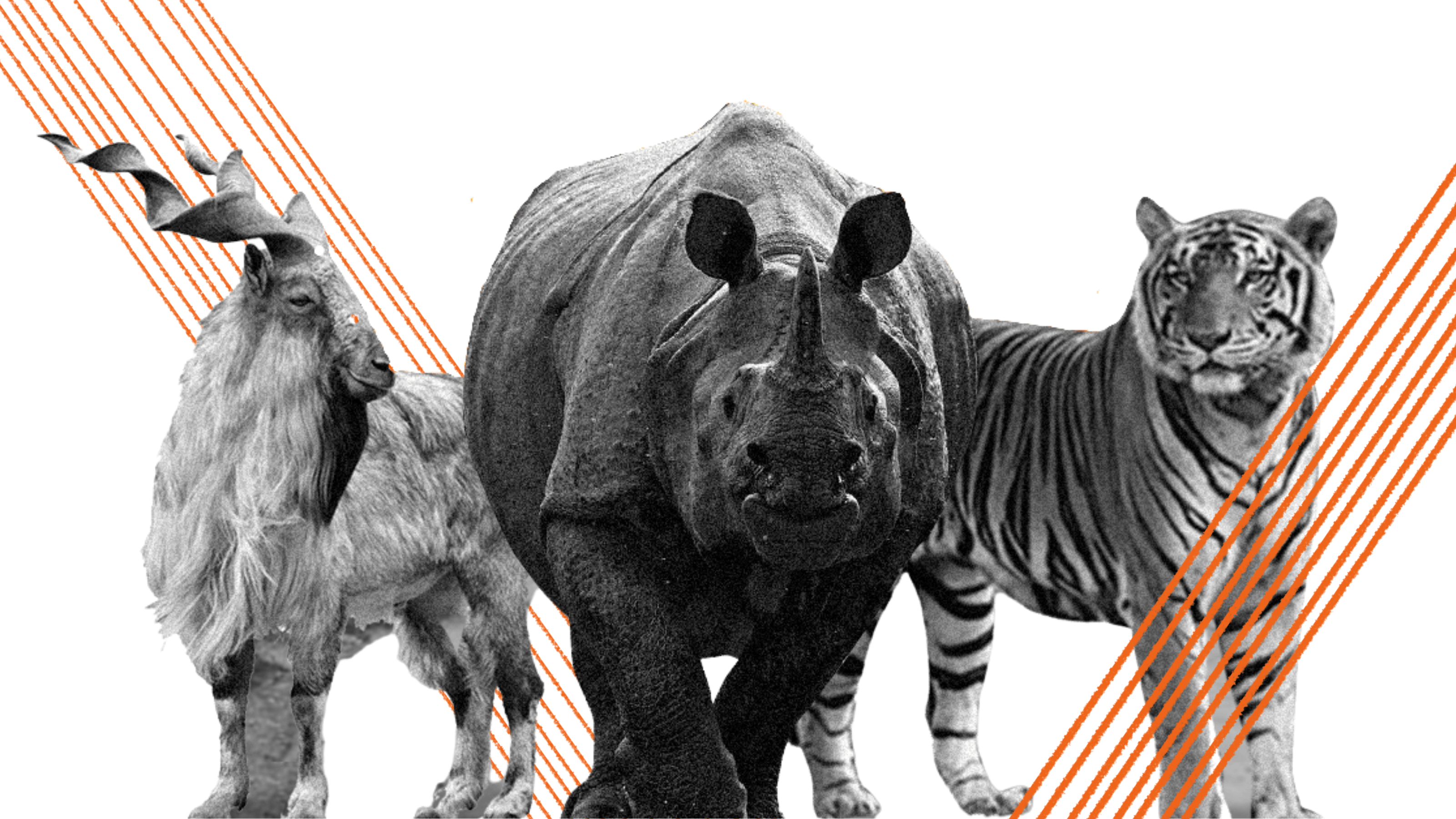 how armed conflict affects biodiversity