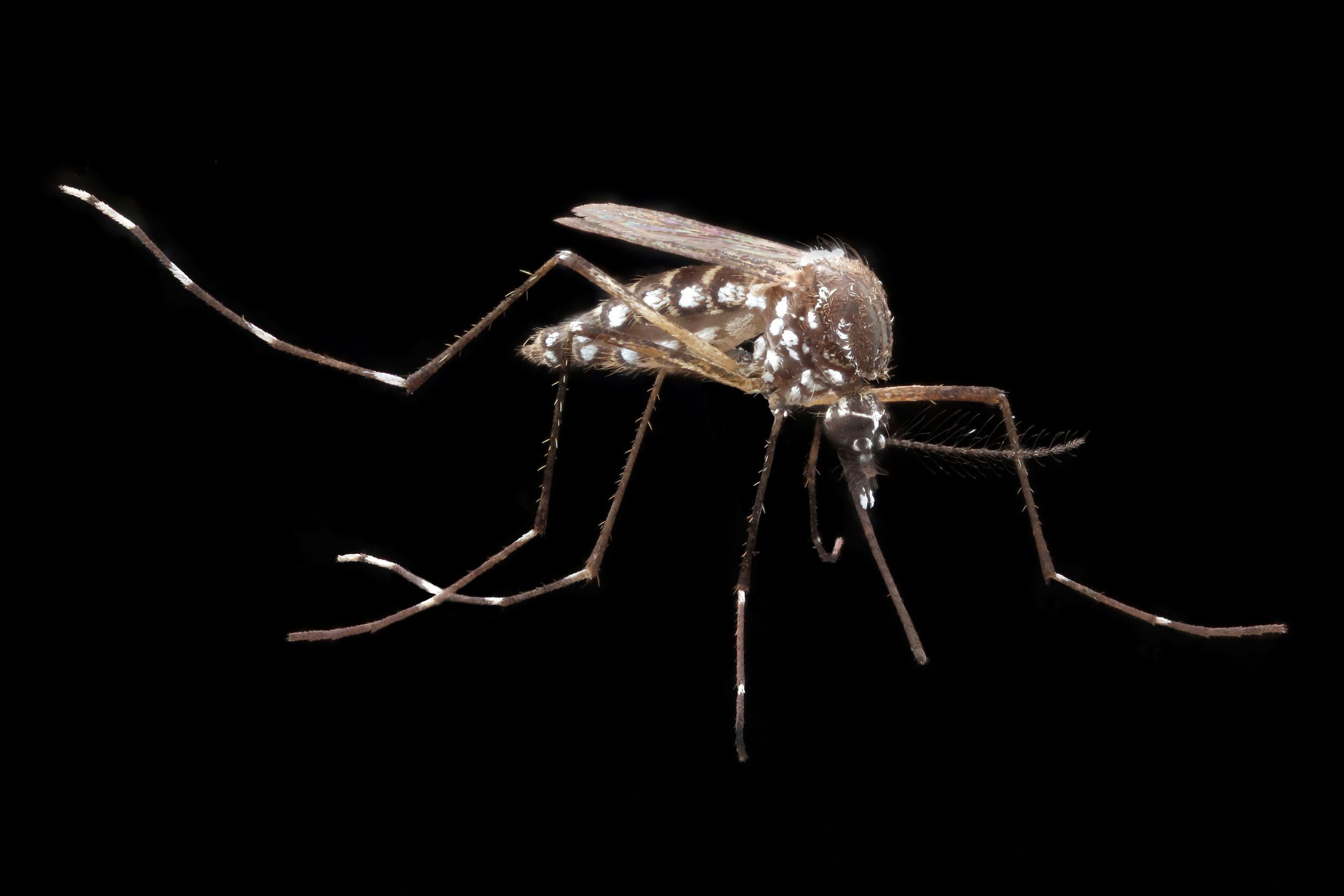 how a microbe protects mosquitoes from malaria