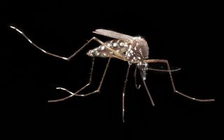 how a microbe protects mosquitoes from malaria