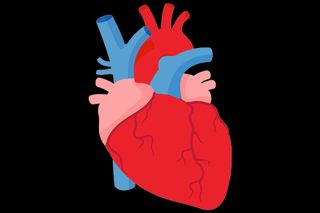 cardiovascular disease in india