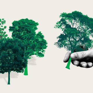 afforestation climate effect