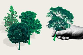 afforestation climate effect