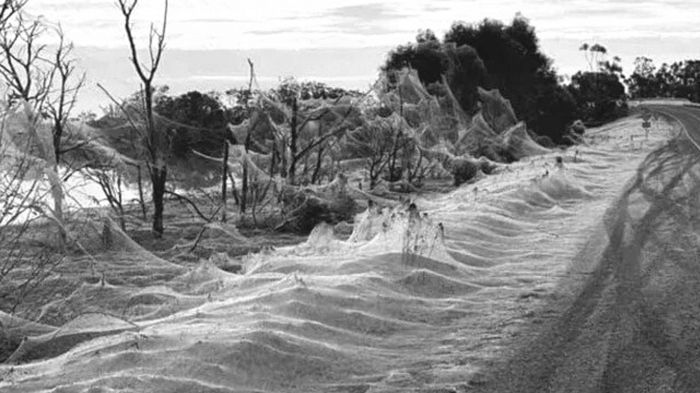 spider webs rainfall