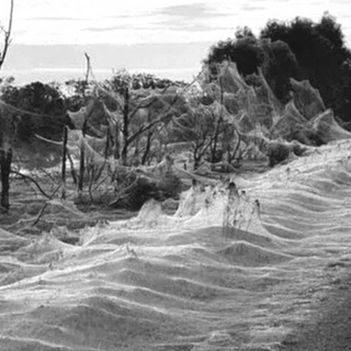 spider webs rainfall