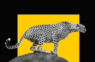 are cheetahs extinct in india