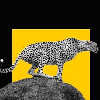 are cheetahs extinct in india