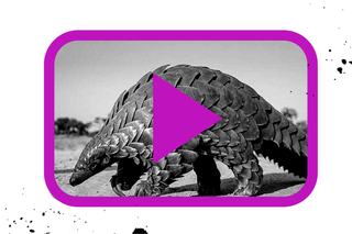 online pangolin trade india