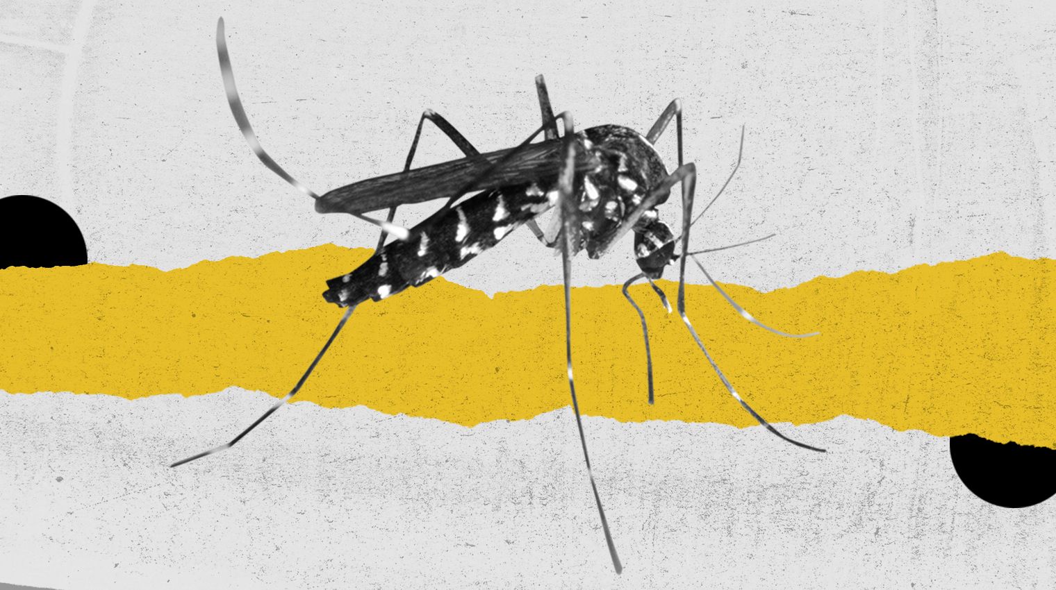 genetically modified mosquitoes florida